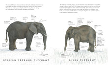 Load image into Gallery viewer, The Elephant